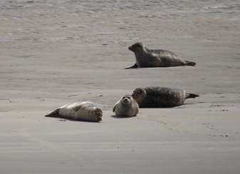 An der Nordsee ein beliebtes Familienurlaubsziel - die Seehundsbänke 